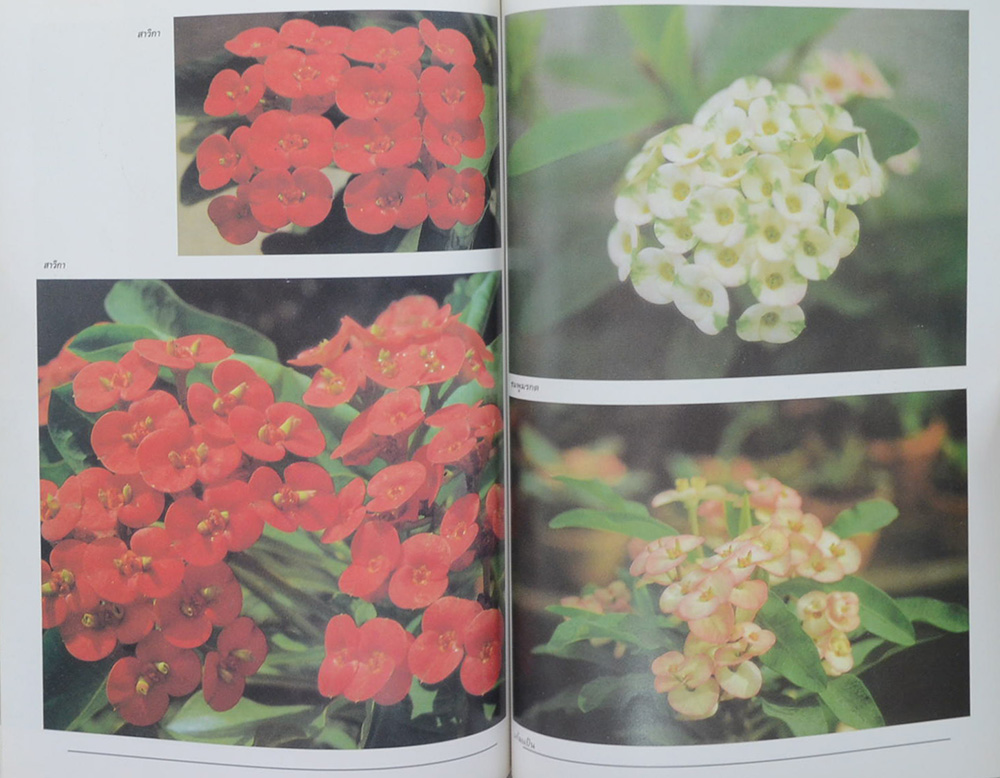 พ.ต.อ. บรรเจิด สุเภากิจ (เรื่องโป๊ยเซียน)