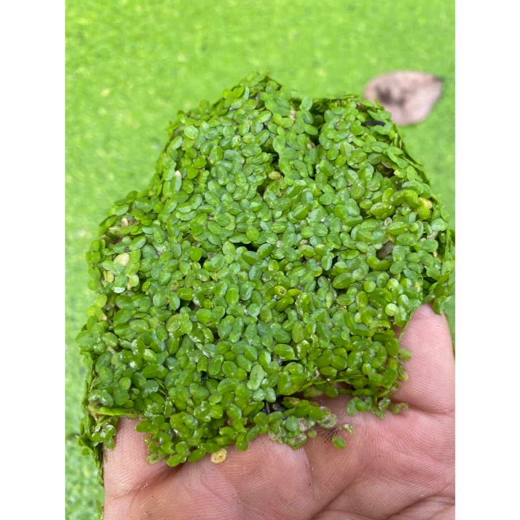 แหนเป็ดเล็ก Lemna perpusilla Torr.