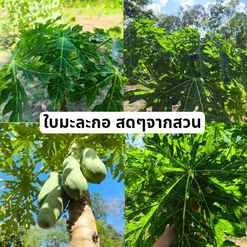 ใบมะละกอ ตัดสอ Papaya leave