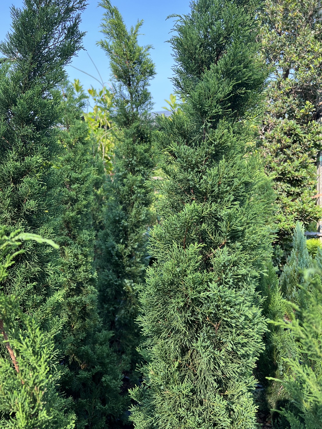 สนมังกร. Chinese juniper
