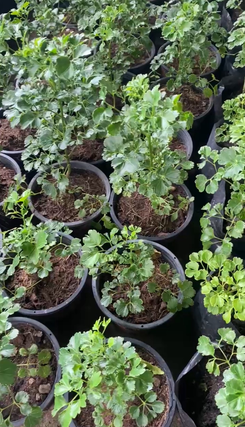 ต้นเล็บครุฑใบผักชี Celere leaved panax