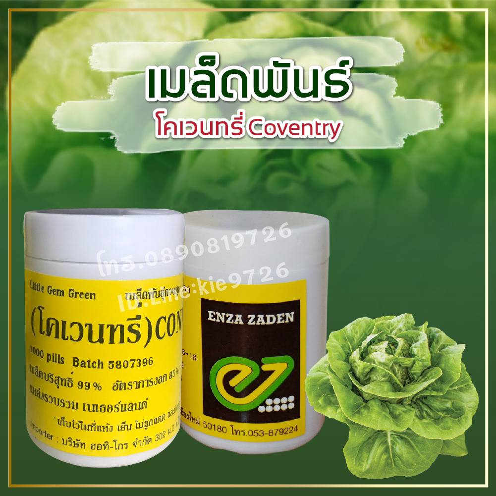 โคเวนทรี่ แบบเคลือบ 1000เมล็ด(Enza)