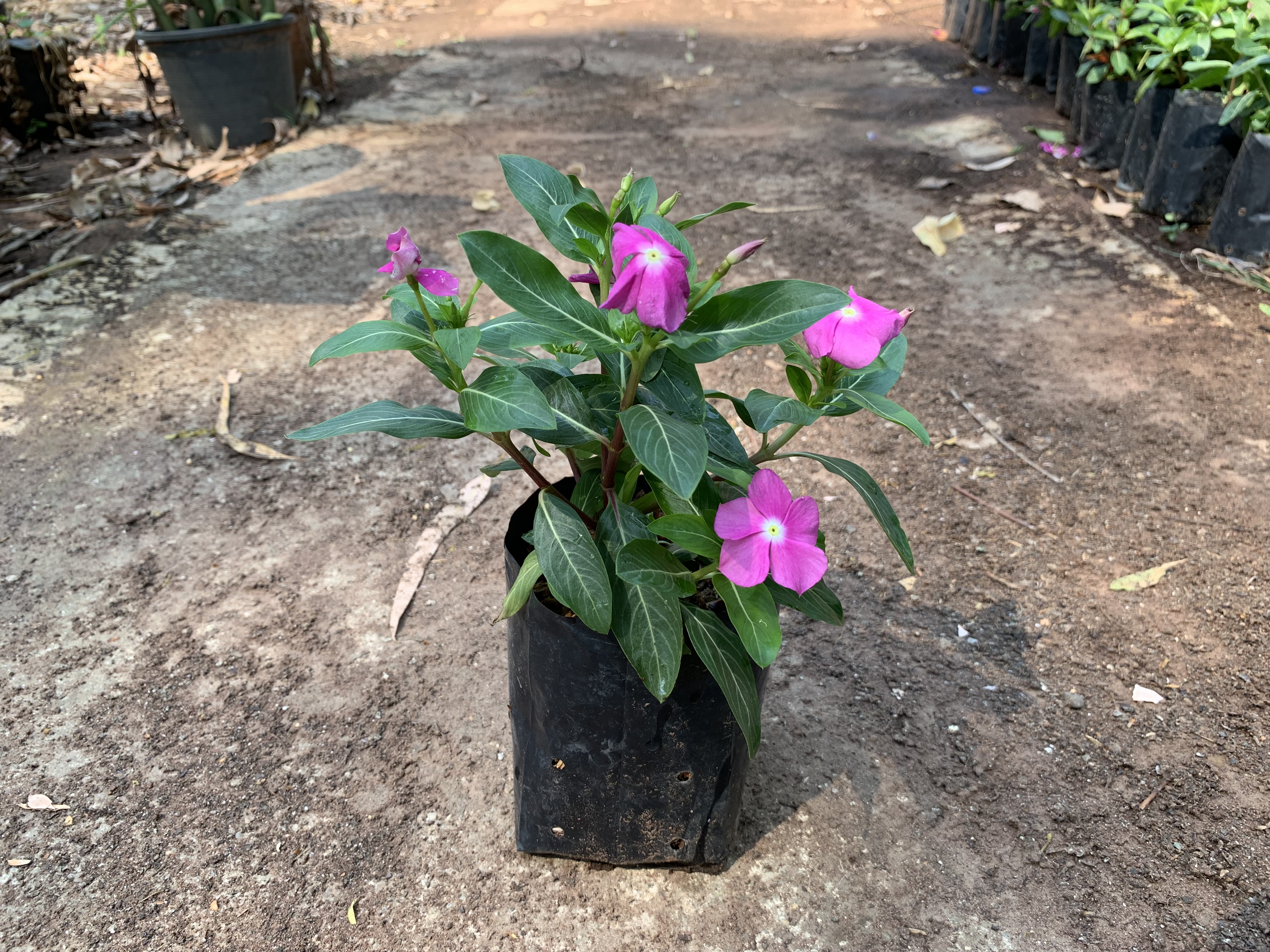 แพงพวย Rose Periwinkle ไม้ดอก