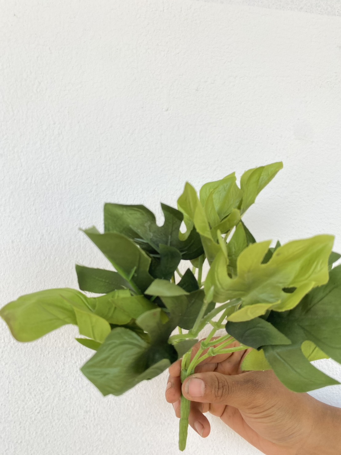 กิ่งพลูฉีก หรือ พลูแฉก