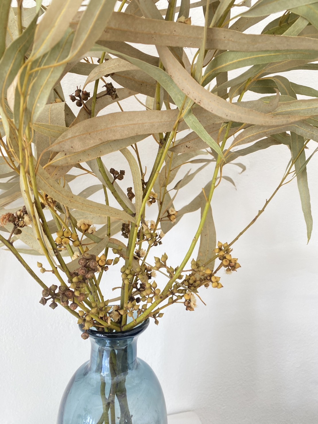 ใบยูคาลิปตัสแห้งใบยาว Eucalyptus