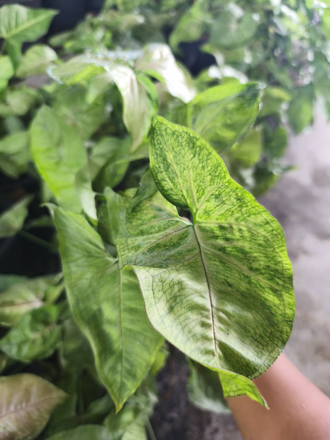 ต้นออมเงิน Syngonium