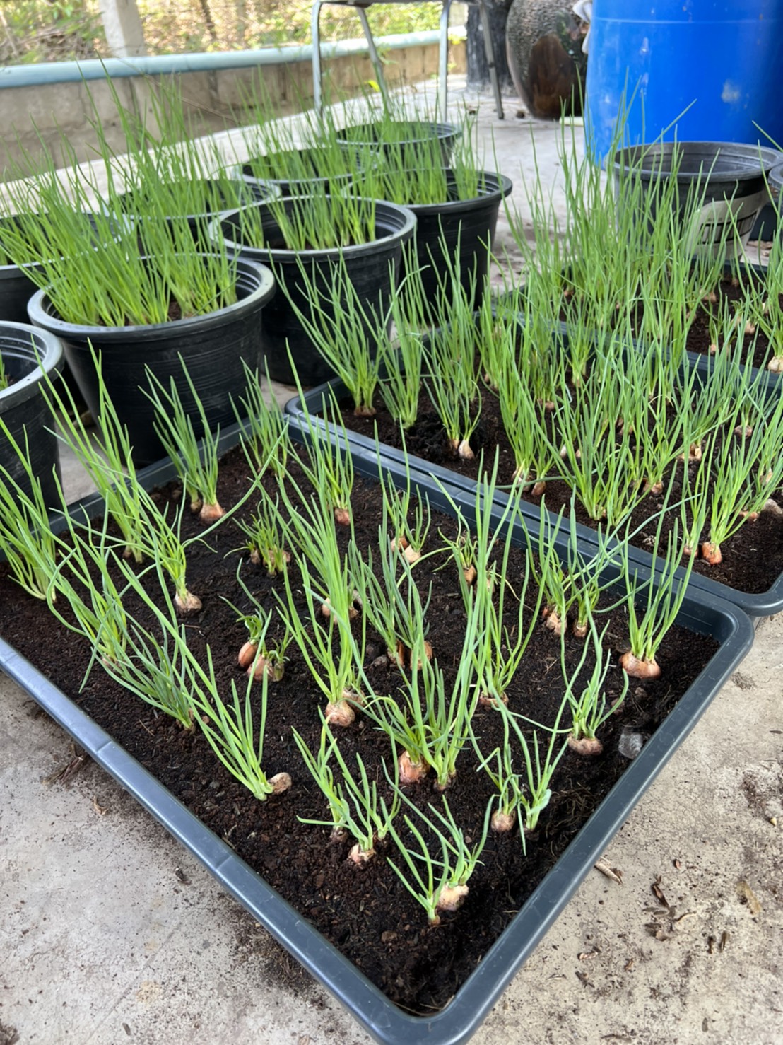 กล้าพันธุ์ต้นหอม Spring onion พืชผักสวนครัว