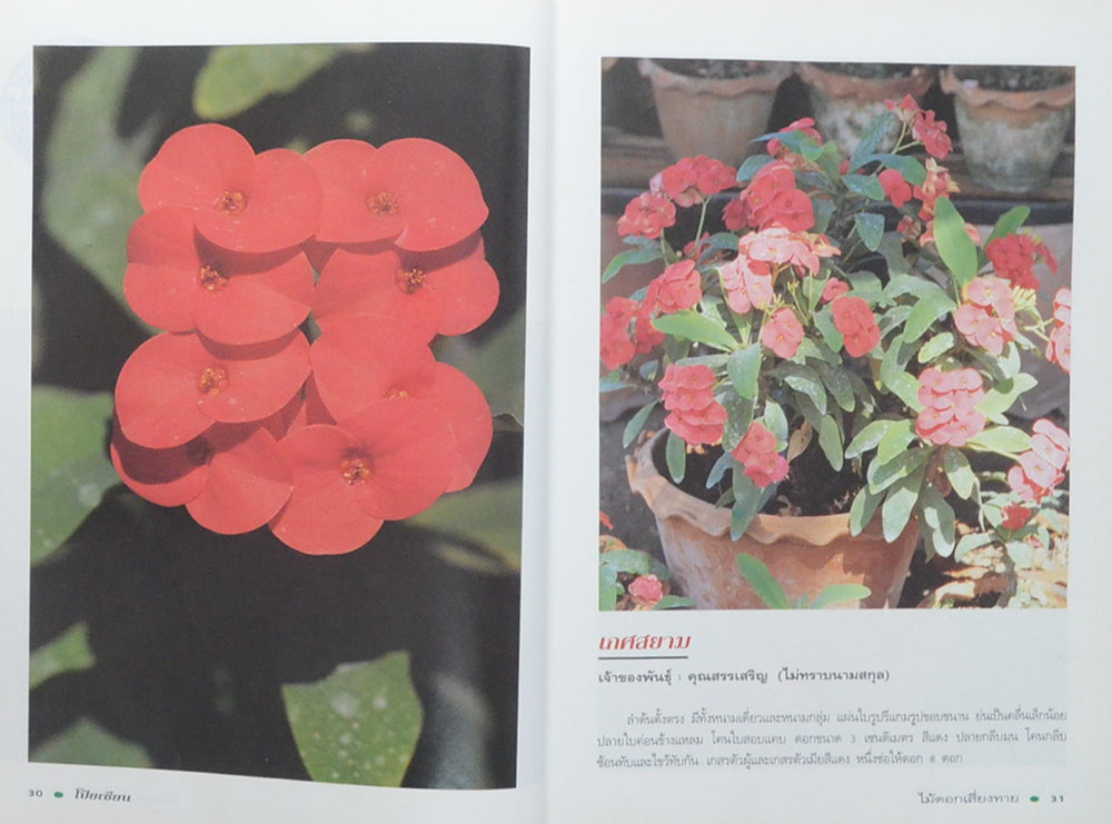 โป๊ยเซียน ไม้ดอกเสี่ยงทาย (เล่ม 3 / ขายตามสภาพ)