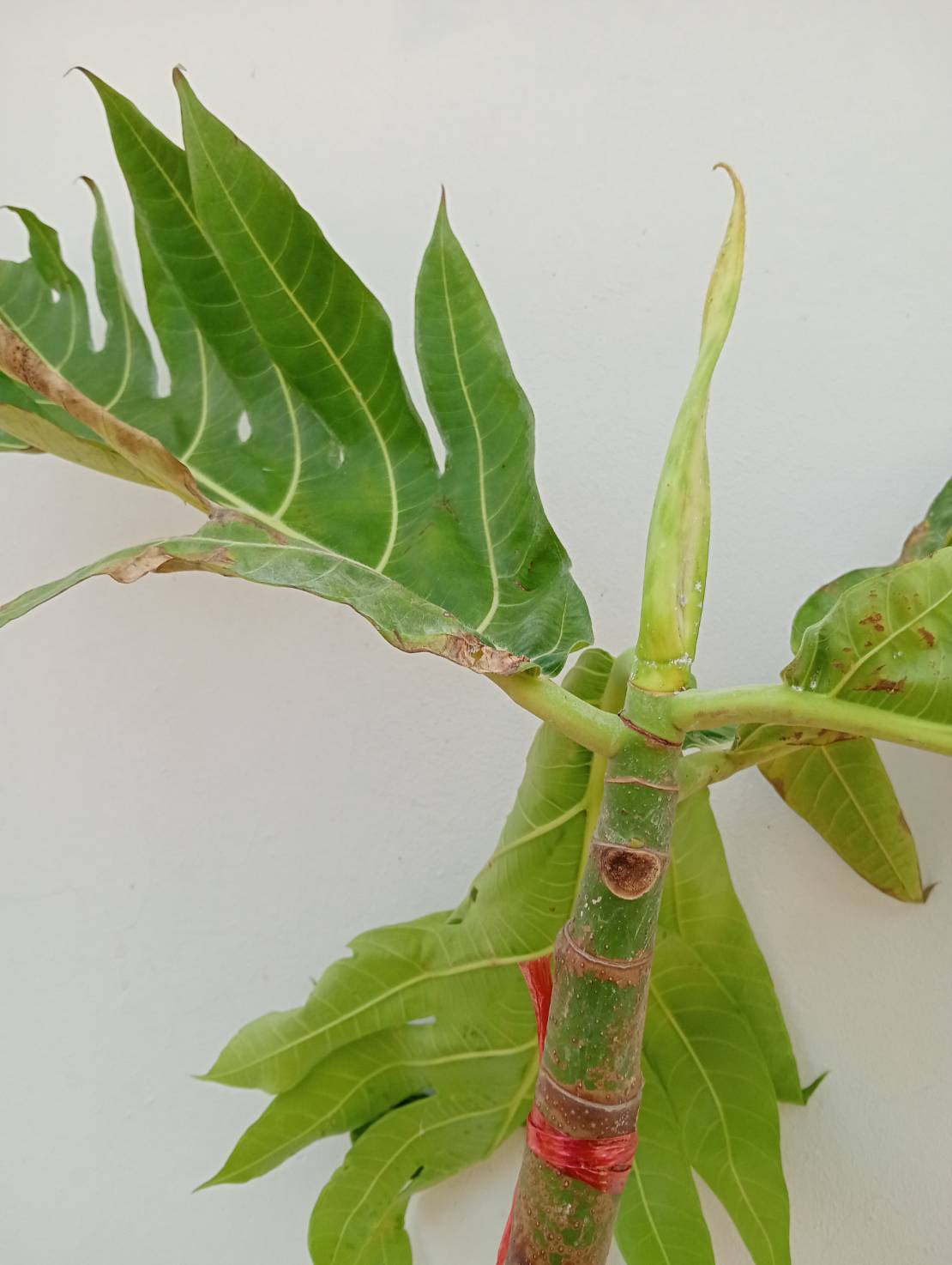 สาเก Breadfruit tree