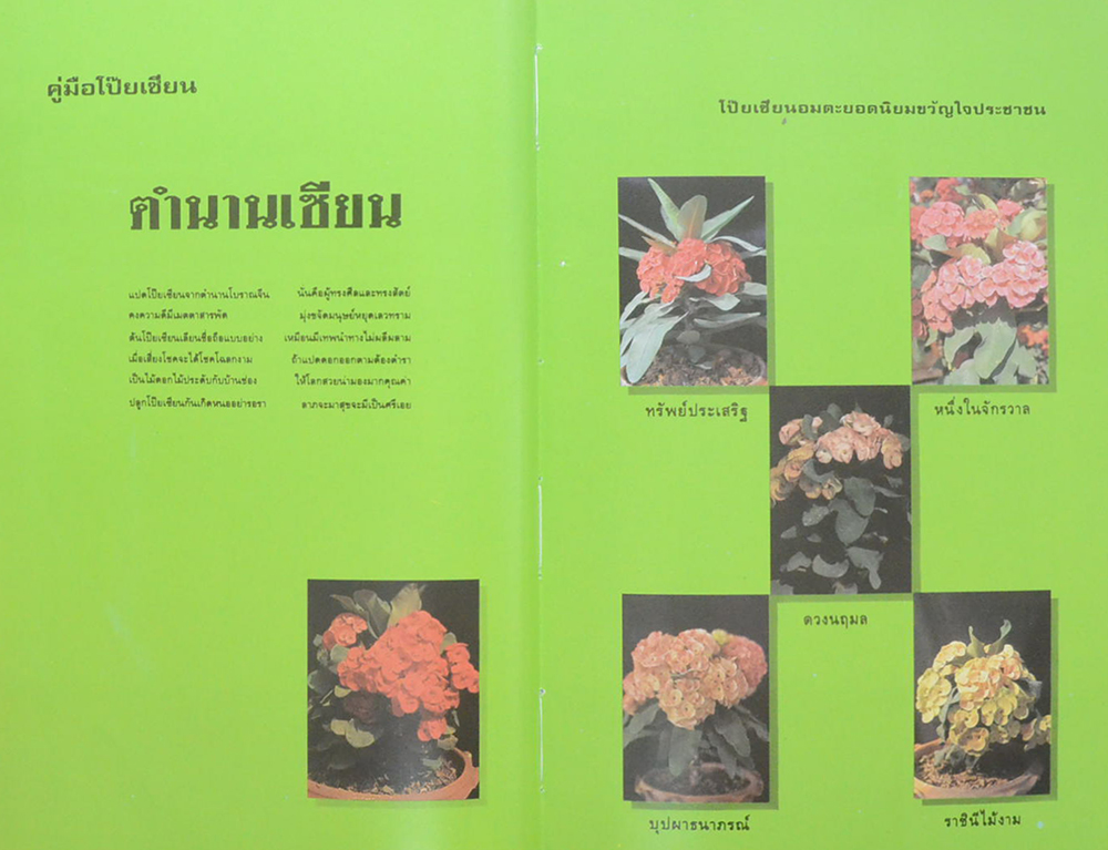 คู่มือโป๊ยเซียน (ขายตามสภาพ)