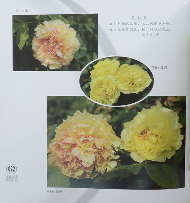 Guose tianxiang caozhoumudan (พร้อมกล่อง)