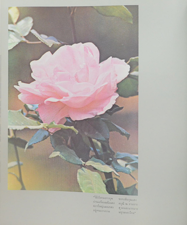 สมุดภาพฝีพระหัตถ์ ภาพเขียน-ภาพถ่าย