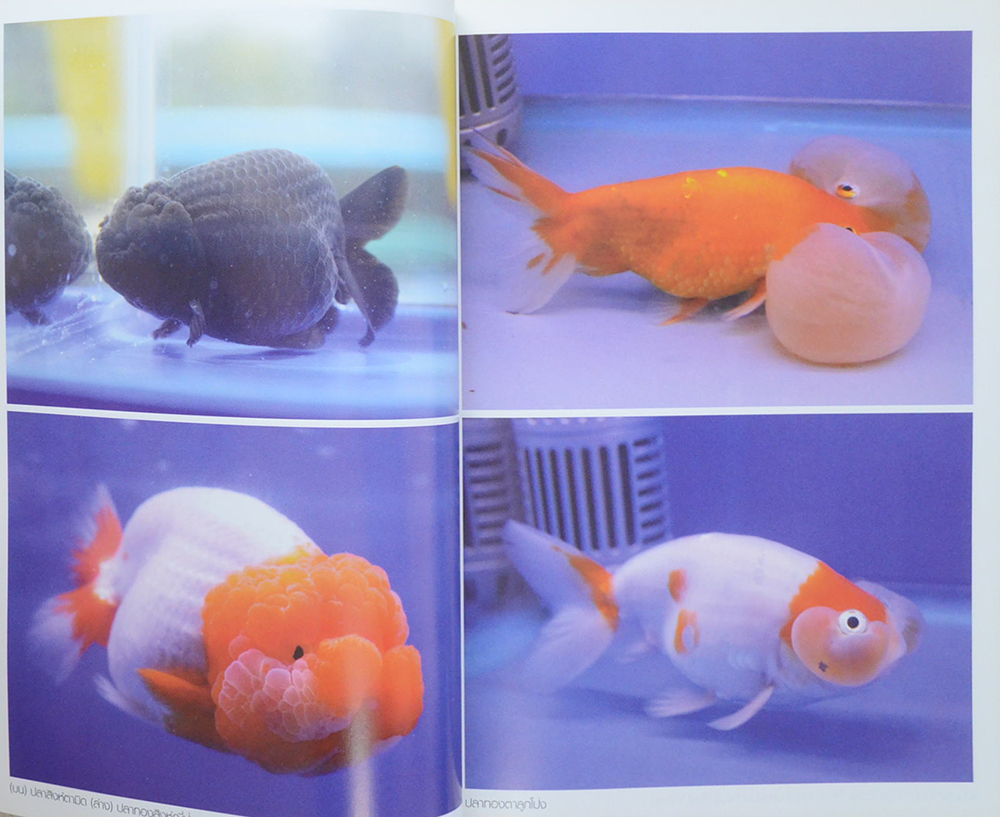 ปลาสวยงาม & พรรณไม้น้ำเงินล้าน