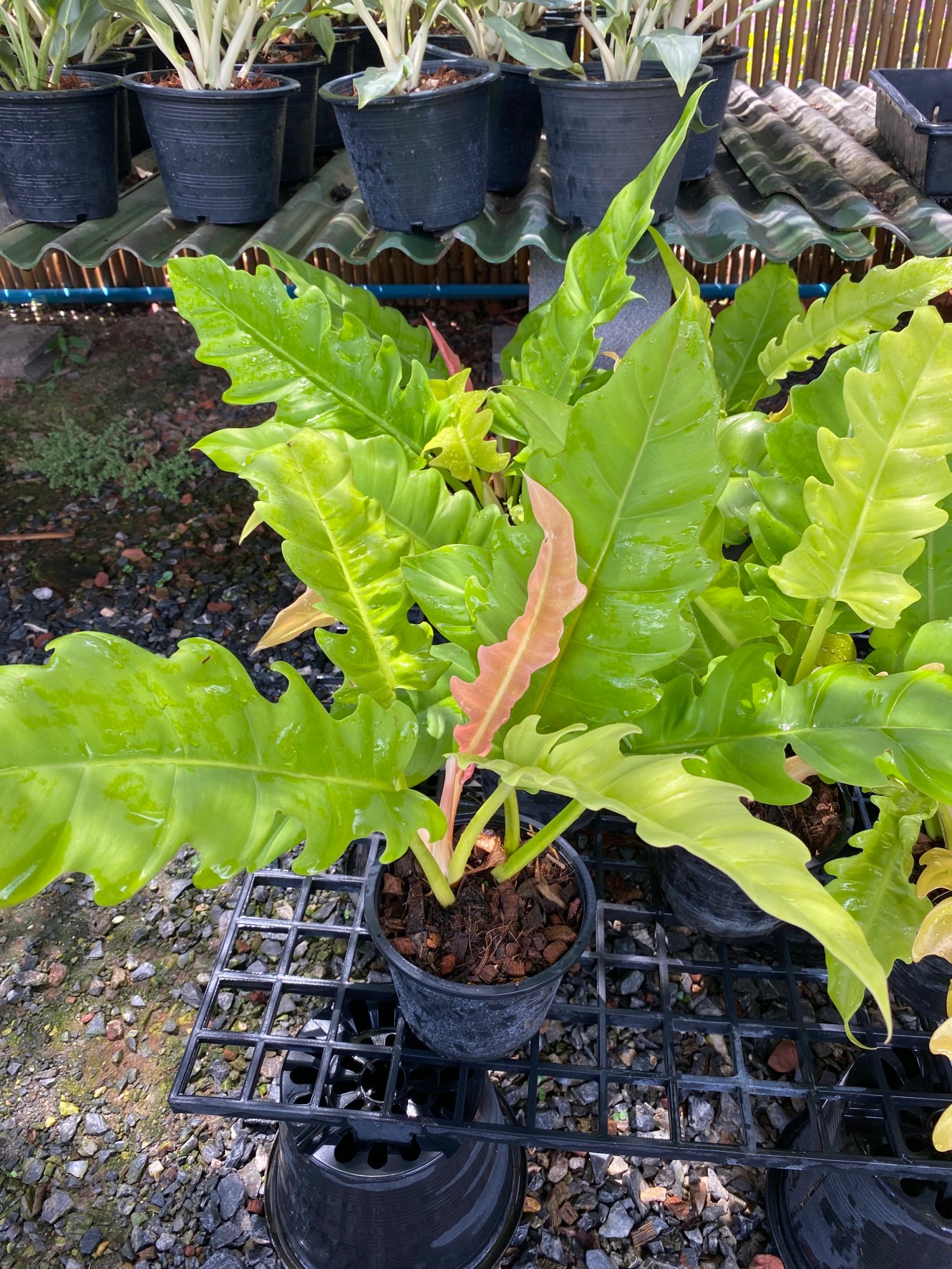 ฟิโลเดนดรอน ใบเลื่อยสีทอง พิณนาคทอง Philodendron golden saw