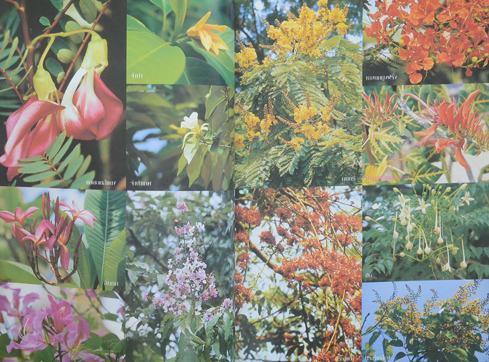 การจัดสวนไม้ประดับ