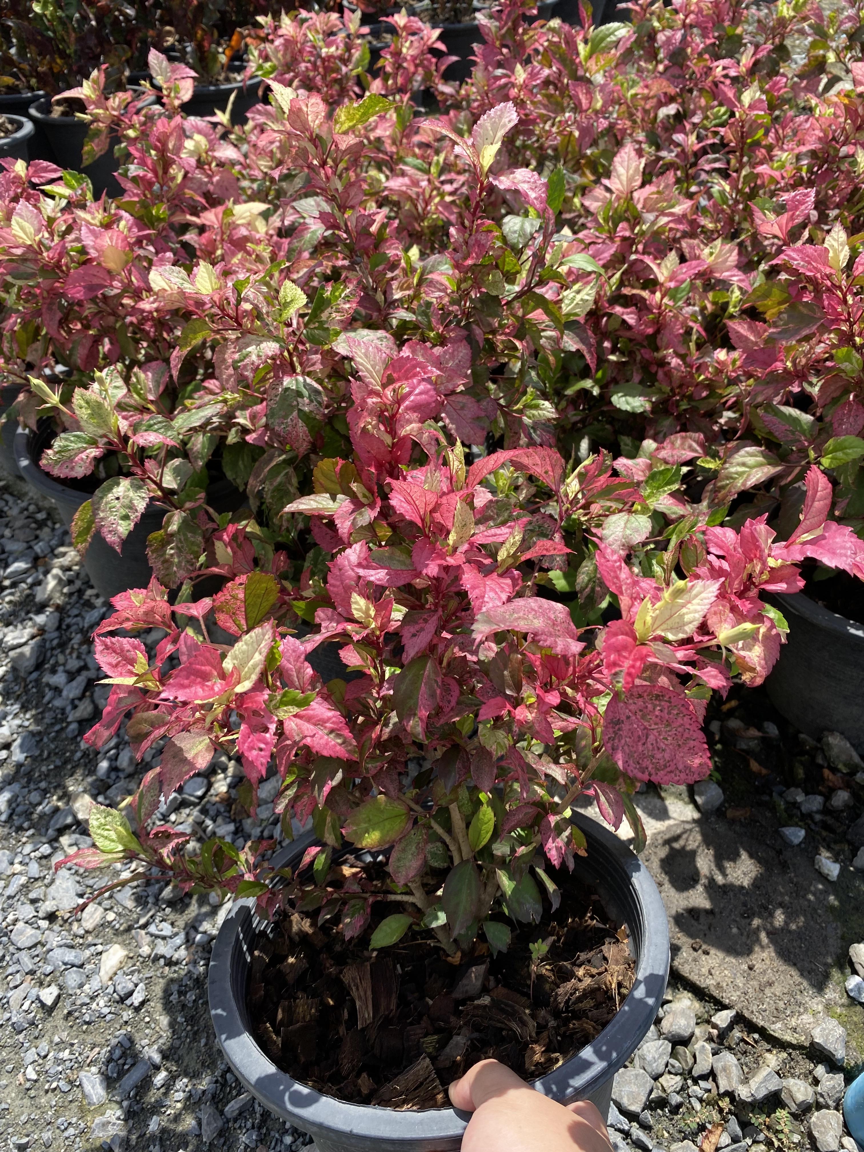 ชบาด่าง Snowflake Hibiscus