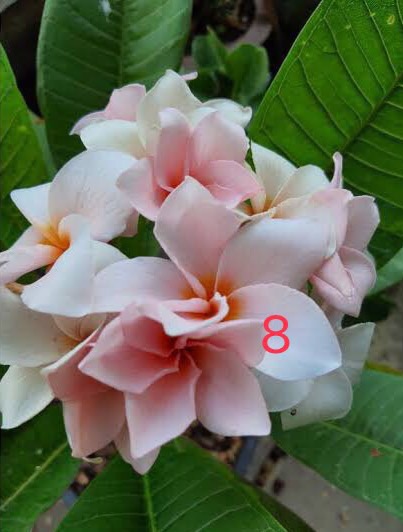 ลีลาวดี สีโอรส รุ่งศิริโชค Plumeria
