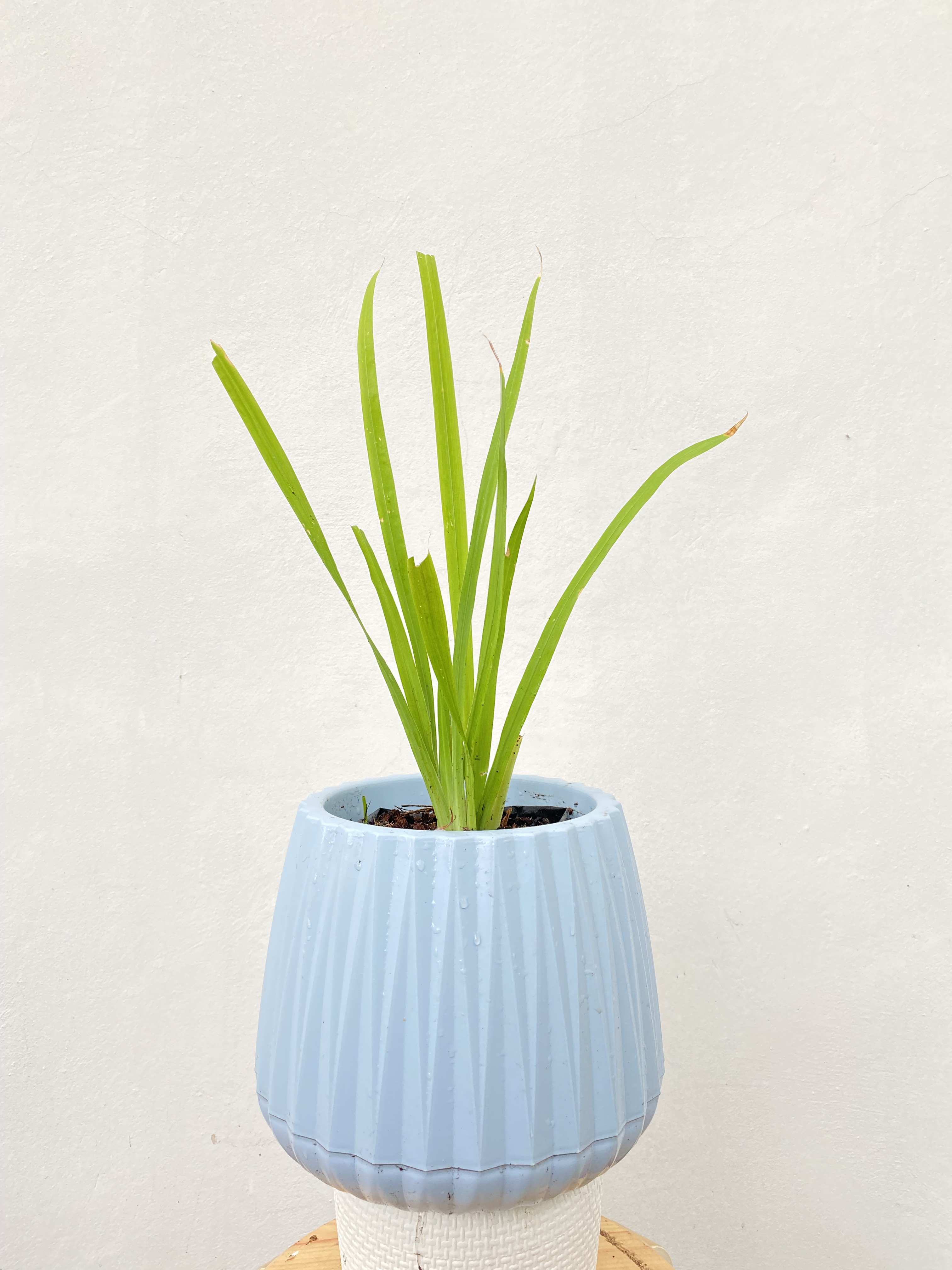 ว่านน้ำ Sweet flag ไม้น้ำ