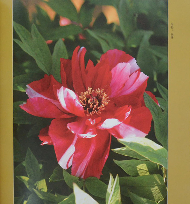 Guose tianxiang caozhoumudan (พร้อมกล่อง)