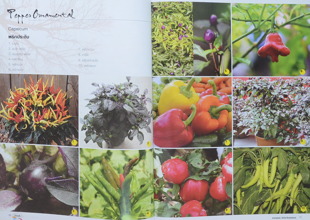 สารานุกรมไม้ประดับแสนสวย