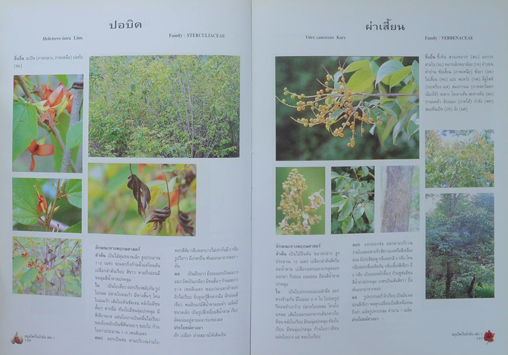 สมุนไพรในป่าฝน (เล่ม 1) (ขายตามสภาพ)