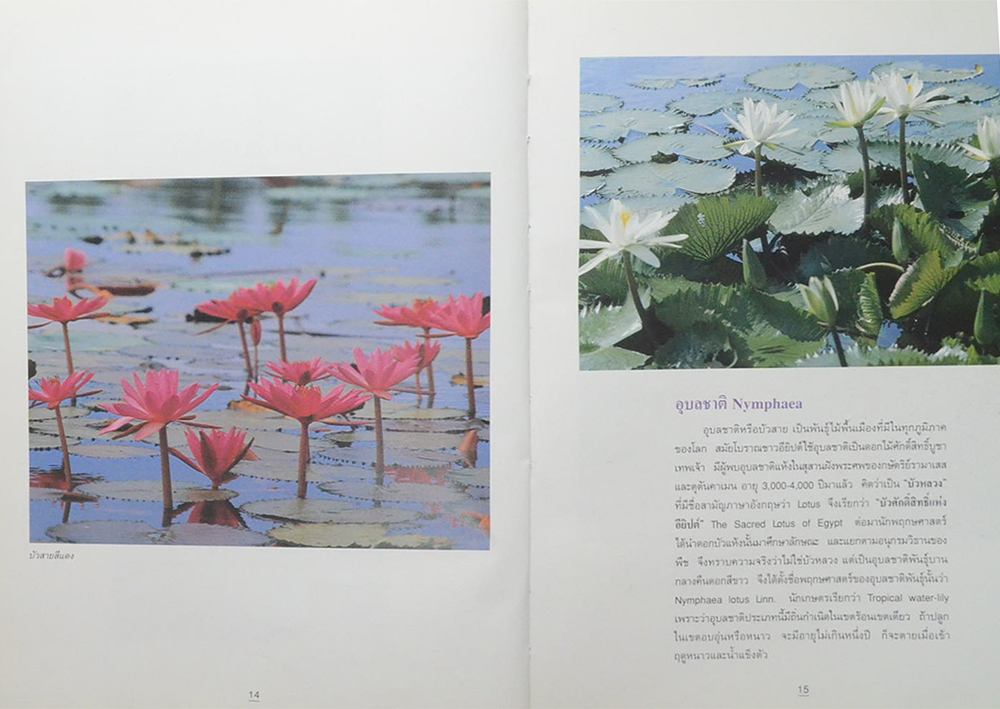 บัว ราชินีแห่งไม้น้ำ (ขายตามสภาพ)