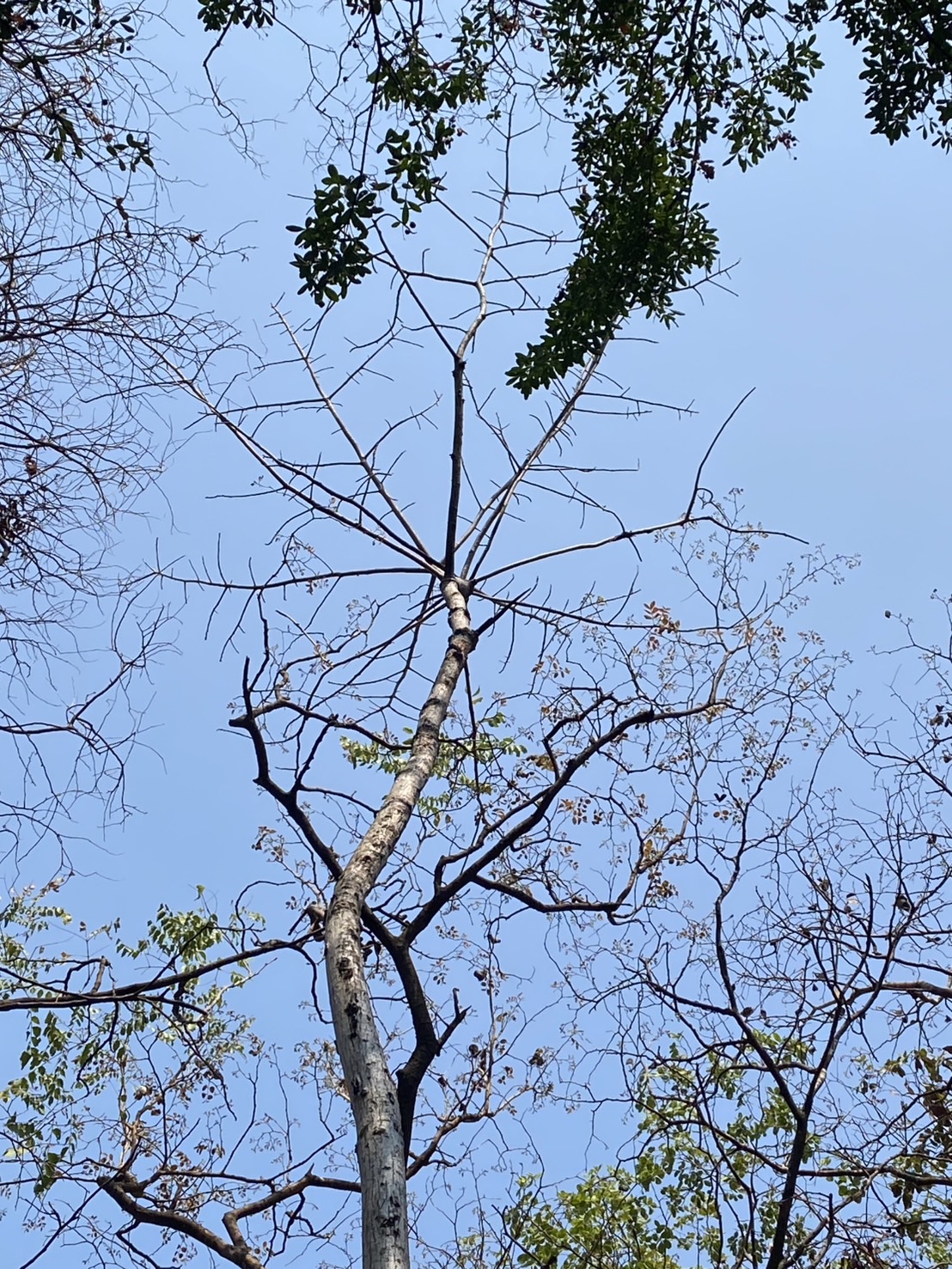 ต้นงิ้วป่า Bombax anceps Pierre