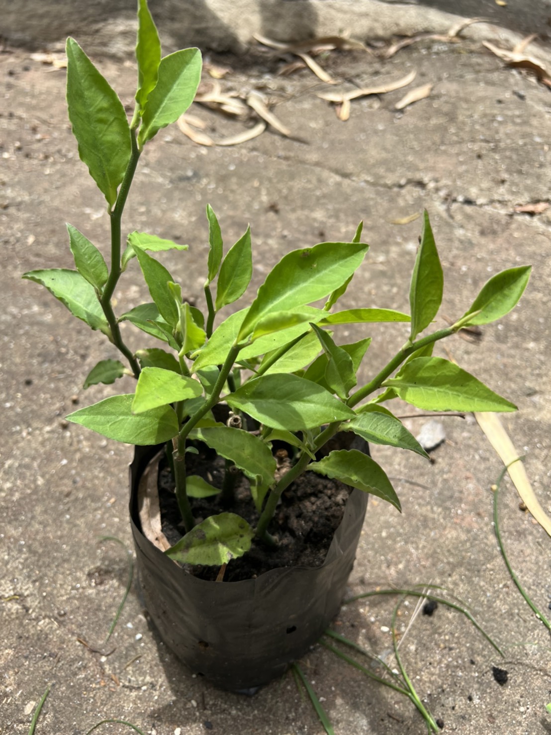 แสยก นางกวัก zigzag แสยกเขียว