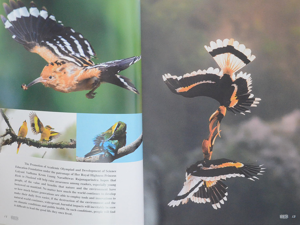 นกในประเทศไทย (ภาษาไทย-อังกฤษ)