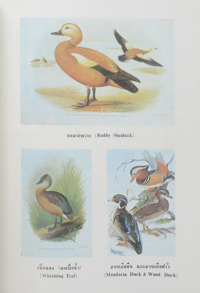 รองศาสตราจารย์ สุพันธุ์ โตสุนทร (นก)