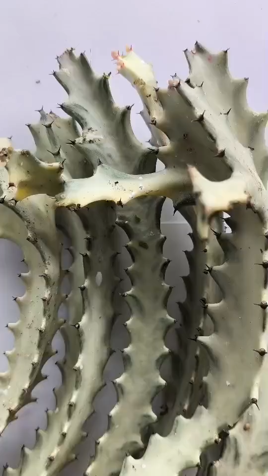 กิ่งยูโฟเบียแลคเทียขาว (Euphorbia lactea white qhost cactus)