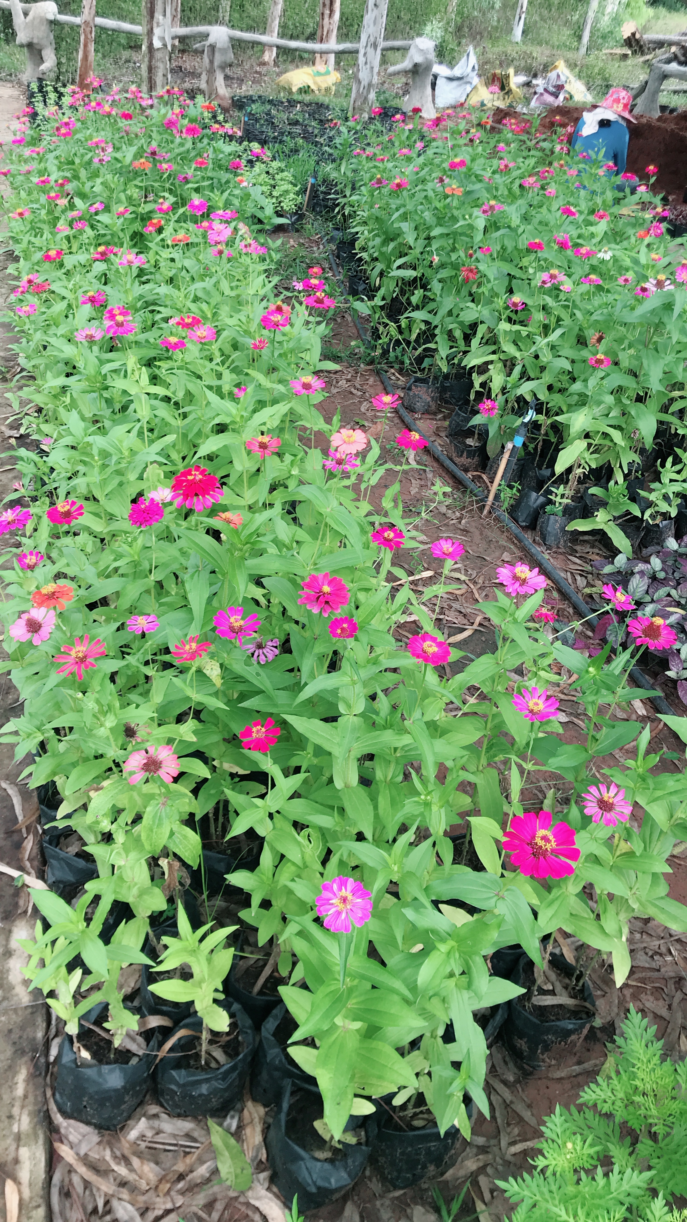 บานชื่น Zinnia
