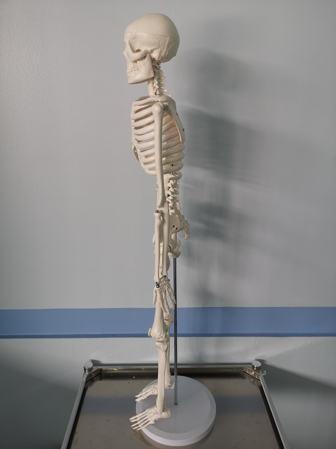 โมเดลโครงกระดูกมนุษย์ ขนาด 85 ซ.ม.