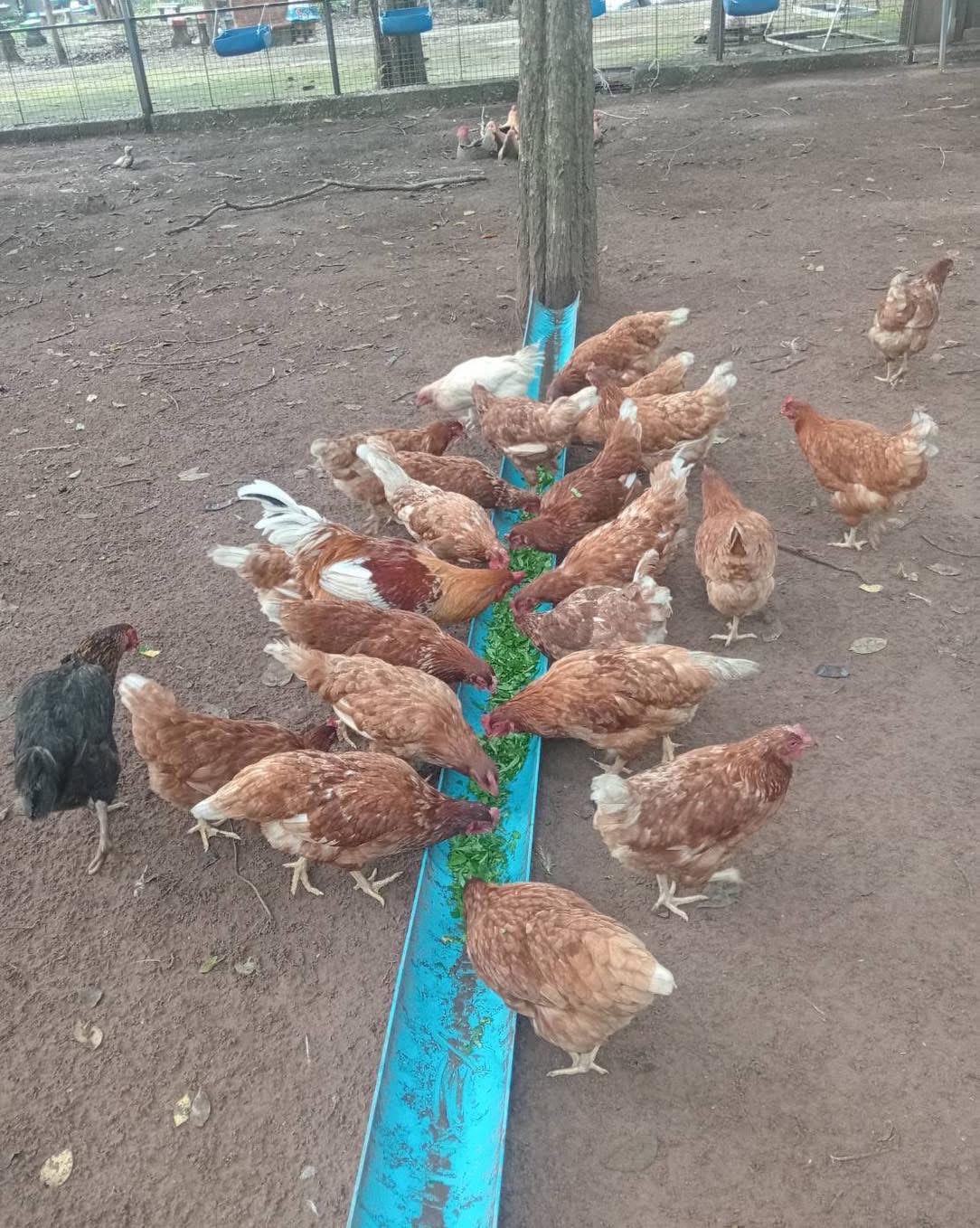 ปุ๋ยขี้ไก่อัดเม็ดแท้ Pellet Chicken Fertilizer