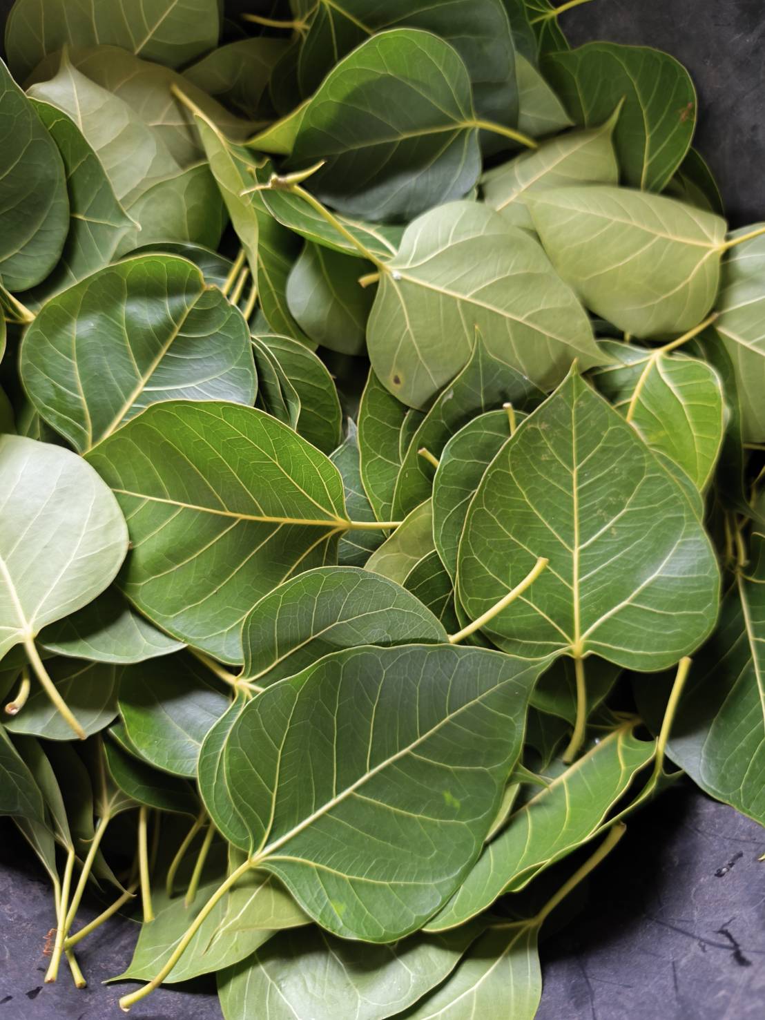 ใบโพธิ์ใบสดแท้จากต้น Ficus religiosa L. สักยันต์
