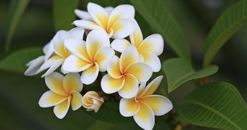 ต้นลีลาวดี Plumeria