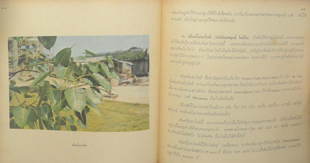 พัดยศ และต้นไม้สำคัญในพุทธประวัติ