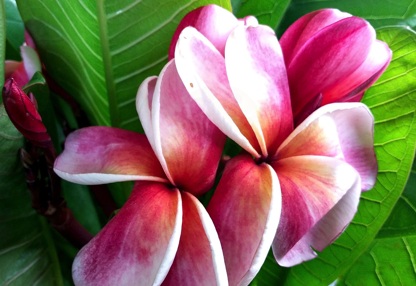 ต้นลีลาวดี แอปเปิ้ล ต้นลั่นทม Plumeria ไม้ดอกยืนต้น