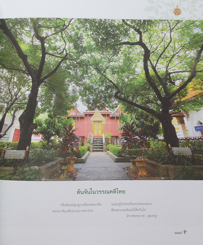 ต้นไม้ทรงปลูก (ไม่มี CD / พร้อมกล่อง / ขายตามสภาพ)