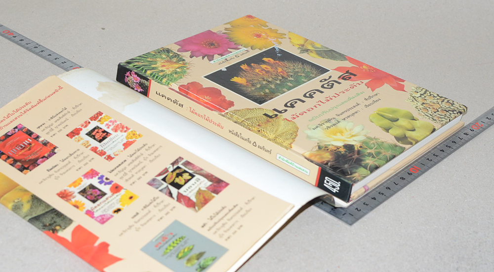 แคคตัส ไม้ดอกไม้ประดับ