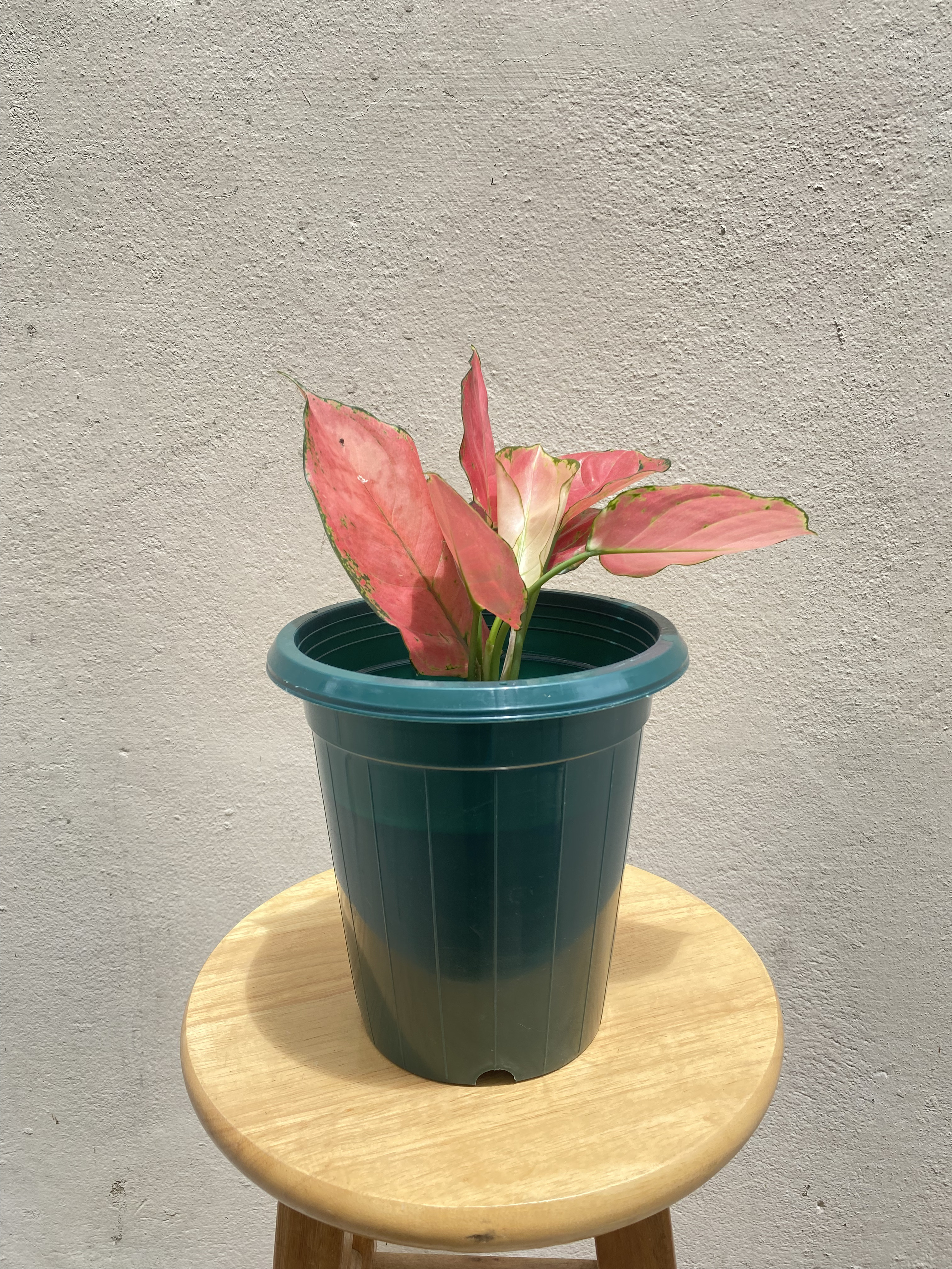 อโกลนีมา ซุปเปอร์พิ้งค์ Aglaonema Super pink
