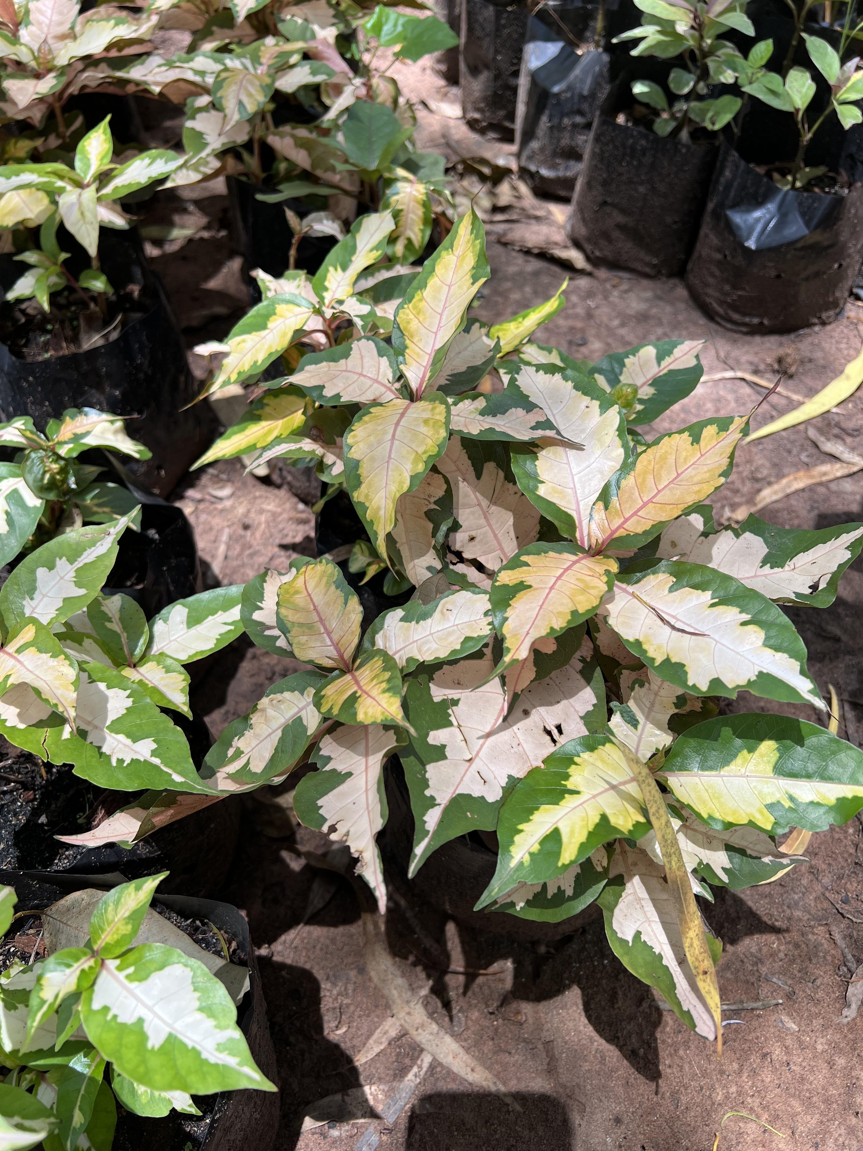 ใบเงิน ใบทอง ใบนาค ใบชมพู Caricature plant ไม้พุ่ม ไม้ประดับ ไม้มงคล