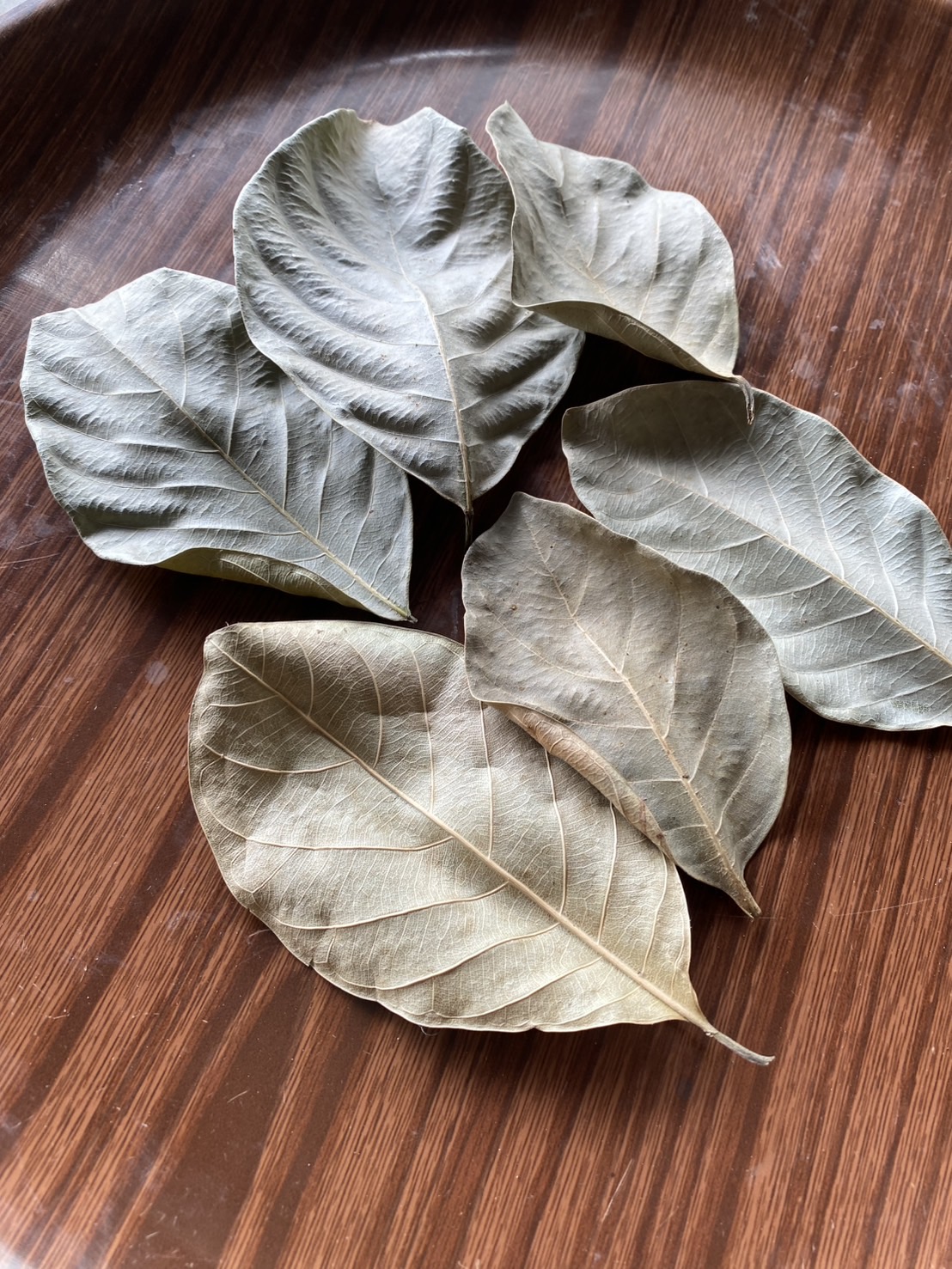 ใบขนุนแห้ง Artocarpus heterophyllus Lam. ออแกนิค อาหาร Isopod