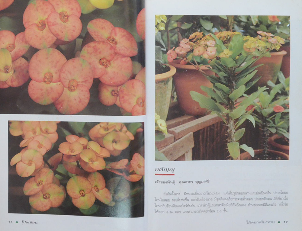 โป๊ยเซียน ไม้ดอกเสี่ยงทาย (เล่ม 2) (ขายตามสภาพ)