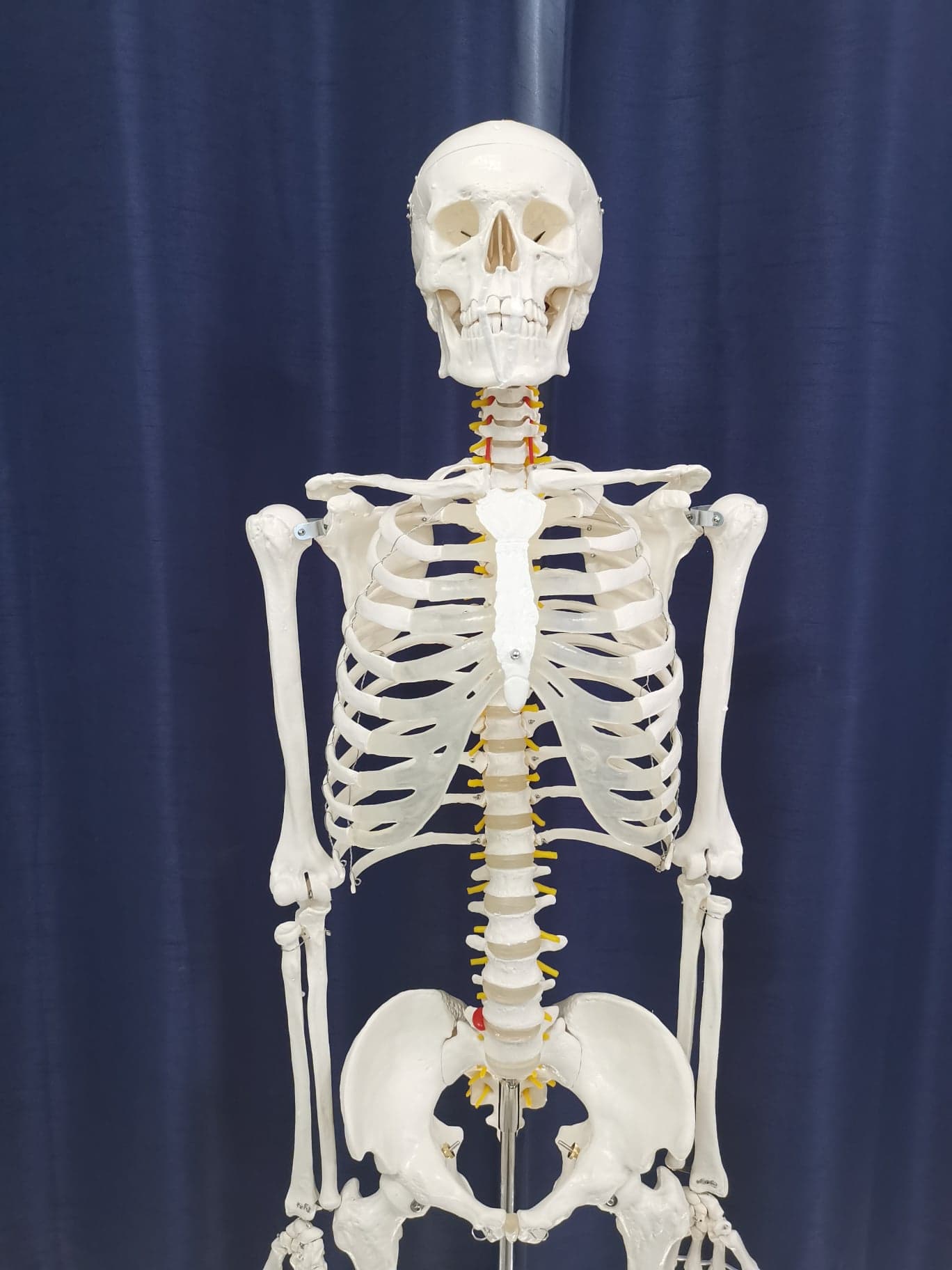 โมเดลโครงกระดูกมนุษย์ ขนาดเท่าของจริง แบบกระดูกอ่อนใส (รุ่น PVC แข็งแรงพิเศษ)