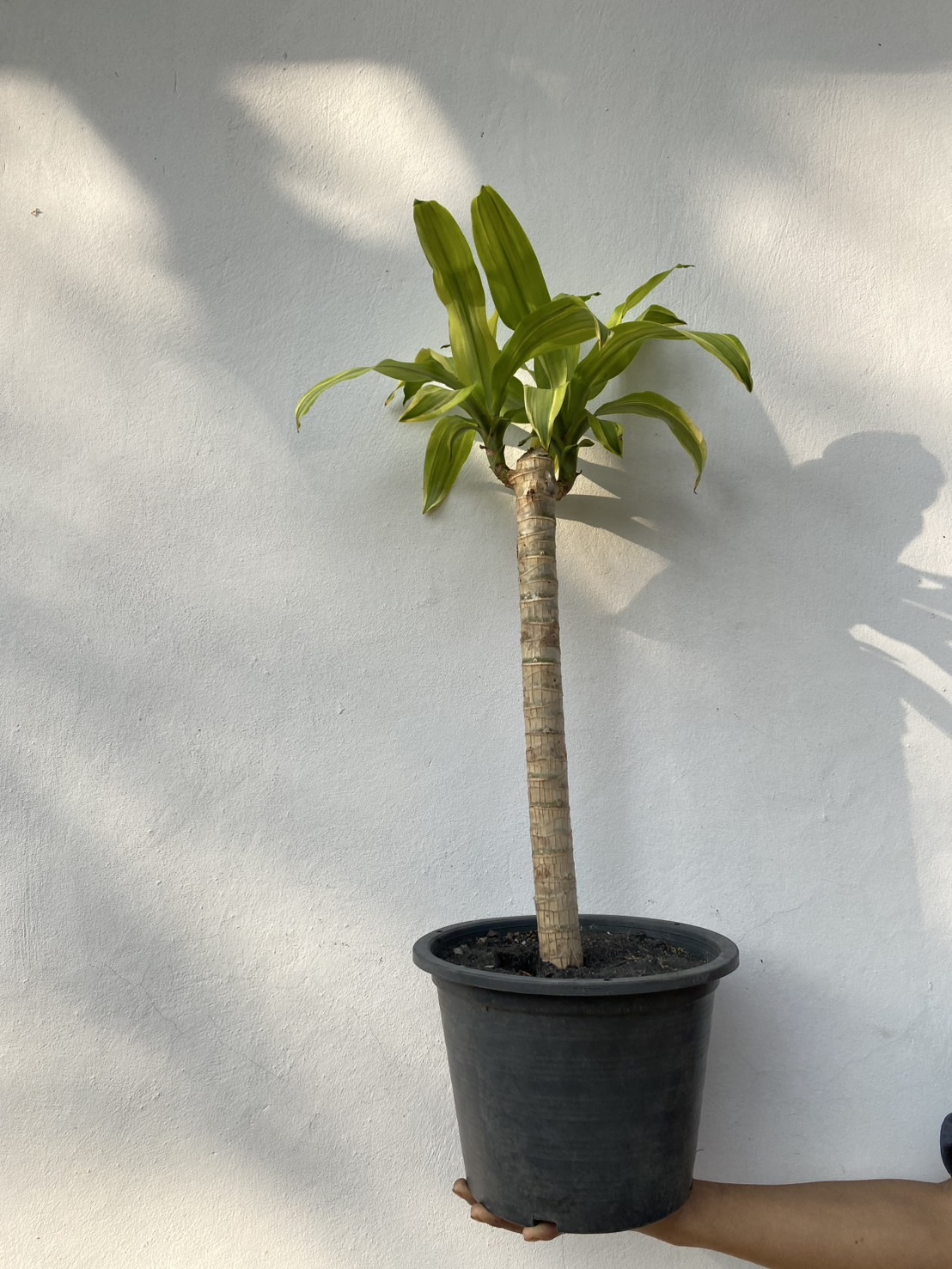 ต้นวาสนา Corn plant, Dracaena ไม้มงคล เสริมดวง