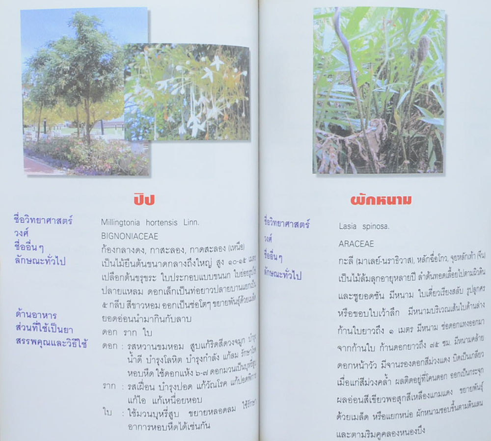 นางคลี่ อมโร (สมุนไพรในวัด)