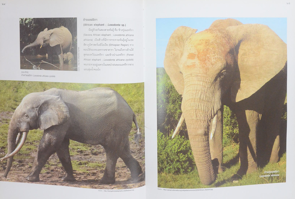 คืนช้างสู่ธรรมชาติ