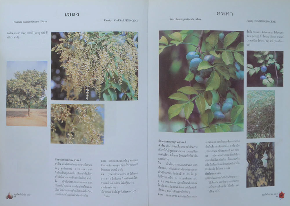 สมุนไพรในป่าฝน (เล่ม 1) (ขายตามสภาพ)