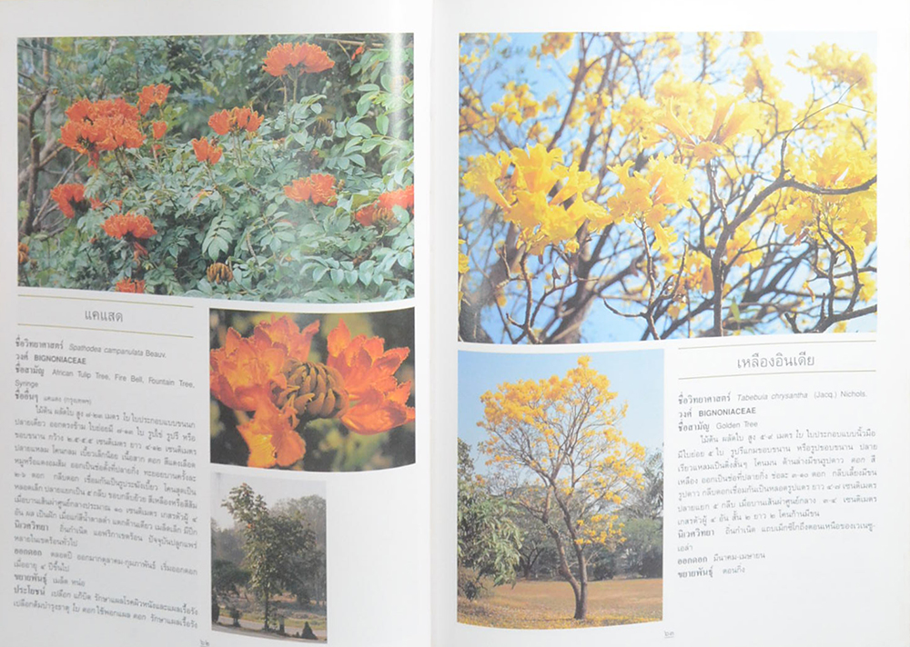 ไม้ดอกและไม้ประดับ (ขายตามสภาพ)